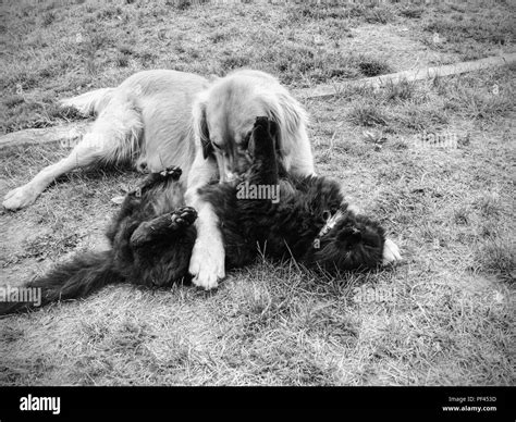 Golden Retriever Black And White Stock Photos And Images Alamy