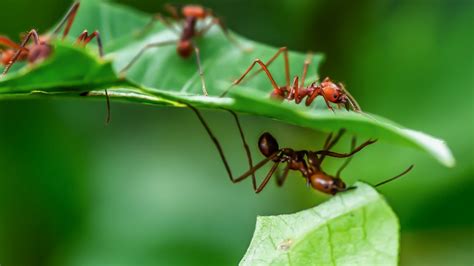 How To Get Rid Of Leaf Cutter Ants A Complete Guide Pest Samurai