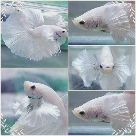 Like all other betta fish. All about betta fish: Platinum white halfmoon dumbo betta fish