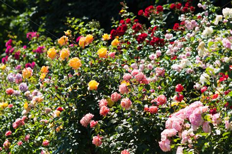 Jetzt rosen günstig online bestellen schnelle lieferung! Garten mit Rosen - Stockfoto - #9469854 - Bildagentur ...