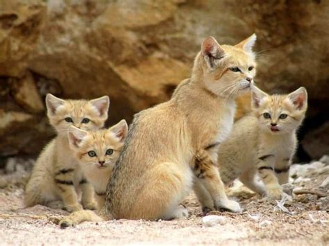 Sand Cat The Amazing Animal That Doesnt Need To Drink Water