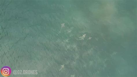 Watch Herd Of Sharks Swim Off The Coast Of Cocoa Beach