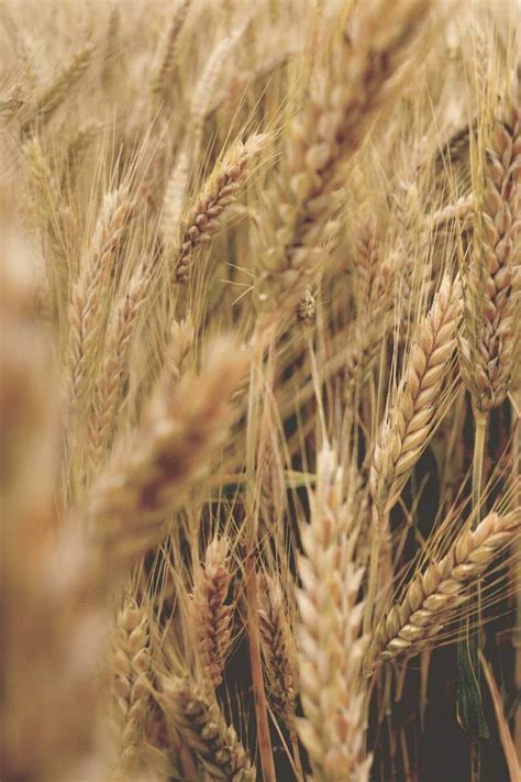 Think Wheat Is Making You Sick Why It Might Not Be Gluten