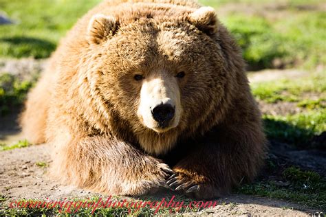 Kodiak Bear Brown Bear