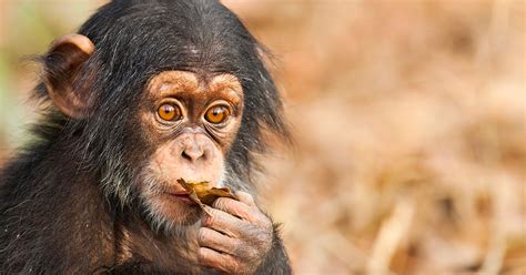 Baby Apes Rescued From Traffickers In Guinea At Chimpanzee Conservation