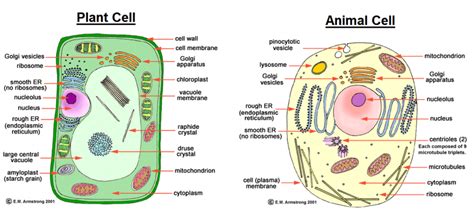 Around 1838, an animal physiologist, theodor schwann, and a botanist, matthias schleiden, put forth the unprecedented work on the concept of cells as the building blocks of all living organisms. Comparison between Plant Cells and Animal Cells - Form 1 ...