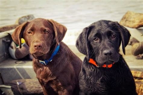 Hunting Dogs Lab Puppies Chocolate Lab Black Lab Lab Puppies Lab