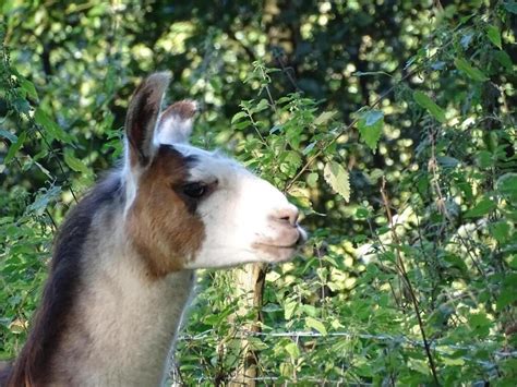 Le Lama En Divagation En Bretagne A été Retrouvé Sain Et Sauf Lannion