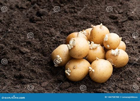 Potato Tubers On Soil Ready To Plant Stock Photo Image Of Food