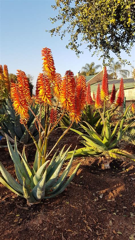 Aloe Hybrid In Flower Johans Hybrids July 2018 Desert Plants Plants