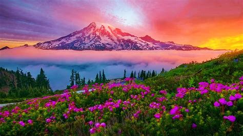 Mount Rainier National Park Usa Washington Flowers Sunrise Morning