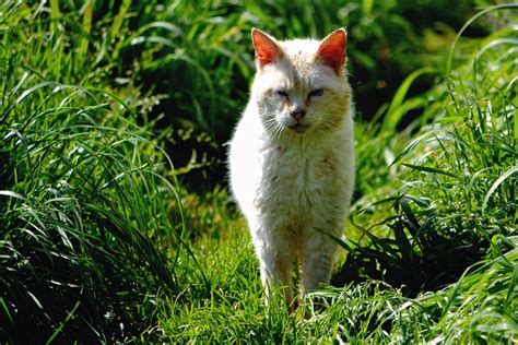 The Feral Life Compassion Cats Our Mostly White Feral Cat
