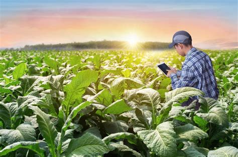 Farmers Use The Internet`s Main Data Network From Their Mobile Phones
