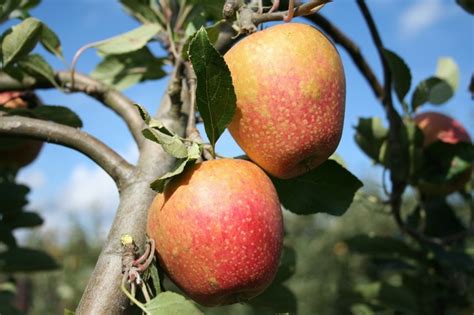 Longest Season Bundle 10 Apple Trees £14500 Apple Tree Bundles