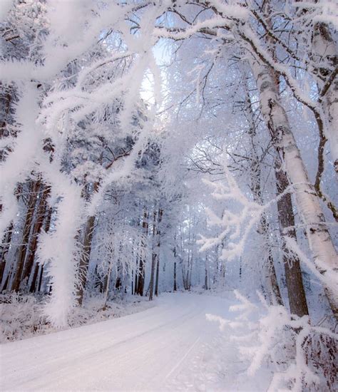 Snow Winter Forest Пейзажи Натуральный Идеи озеленения