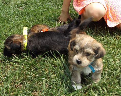 Yorkshire terrier, shih tzu (shorkietzu puppies), toy poodle (yorkipoo puppies), havanese (havashire.' DSCF0175 - Sunny Day Puppies