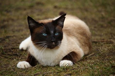 Chocolate Point Siamese Facts Origin And History With Pictures Hepper