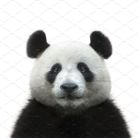 Panda Face Isolated On White High Quality Animal Stock Photos