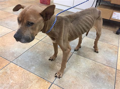 Sad Update Emaciated Dog Dies After Abandoned By Owners In Bronx