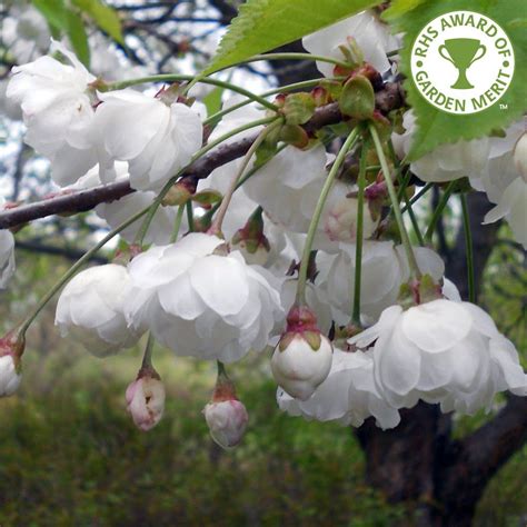 This flowering cherry tree is beautiful in home landscapes. Pix For > Dwarf Ornamental Cherry Tree | Ornamental cherry ...