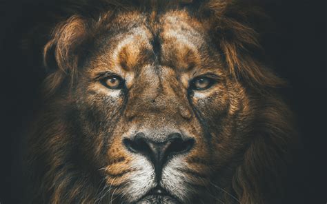 Lion 4k Muzzle Wildlife Predators Africa Iphone Wallpaper Bible