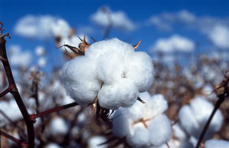 Benefits Of Choosing Organic Cotton Products Inforithm