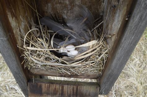 2020 Songbird Nest Box Results — Southern Wisconsin Bird Alliance