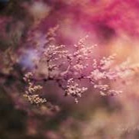 Stream Cherry Blossom Kisses By Bemused Listen Online For Free On