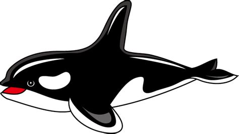 Killer Whale Clipart Cartoon Pictures On Cliparts Pub 2020 🔝