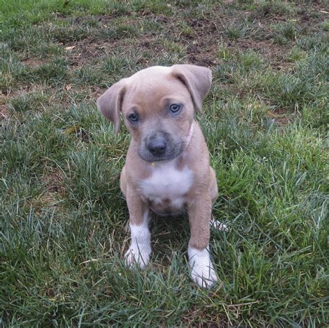 Pit Bull Terrier Mix Puppies