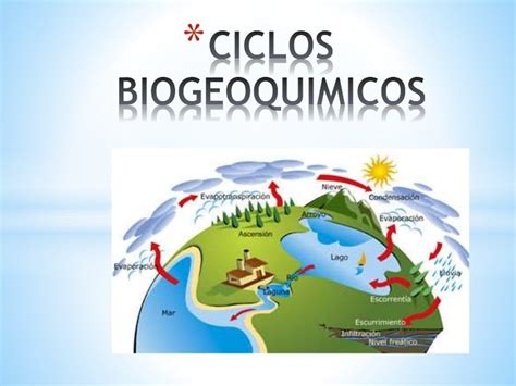 Ciclos Biogeoquimicos 1