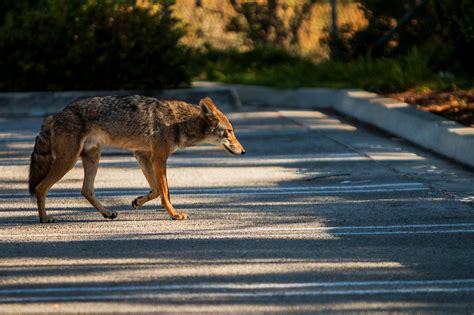 Coyotes Rats Others Adapt Amid Human Isolation Trends In Urban Areas