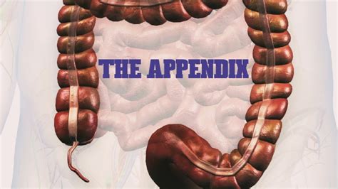 Appendix Appendicitis Appendectomy Laparoscopy Youtube