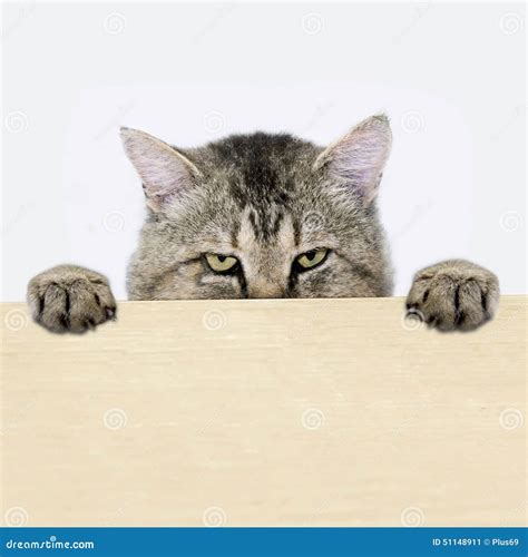 Cat Peeking Out From Behind The Table Surface Stock Image Image Of