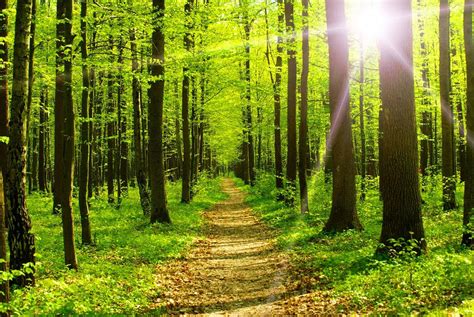 Commercial Forest Sunlight Sunshine Summer Path Trees Nature Glow Sun