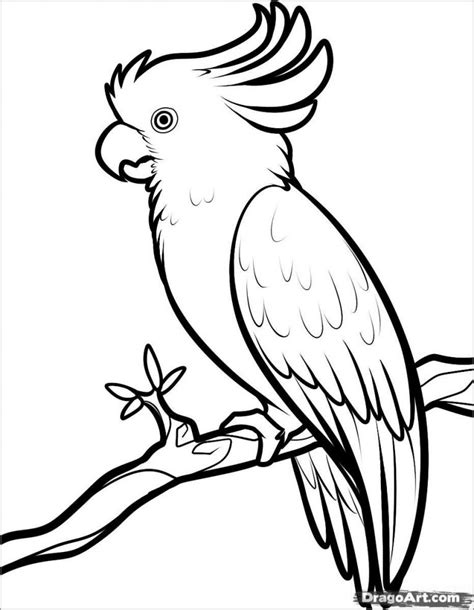 Cockatoo Coloring Page For Adult Coloringbay