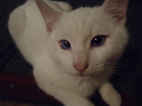 Is My Cat Albino Thecatsite