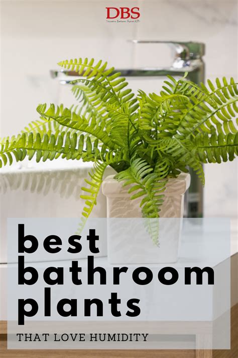 Best Bathroom Plants That Love Humidity
