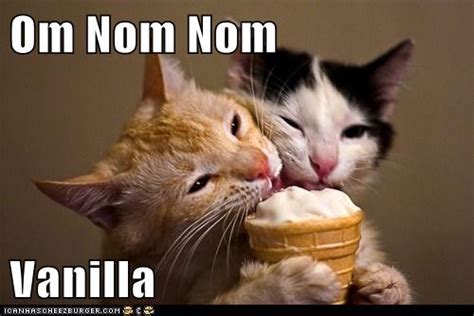 Om Nom Nom Vanilla Lolcats Lol Cat Memes Funny Cats Funny Cat