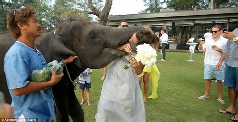 Hilarious Moment Elephant Put Brides Head In Its Mouth On Wedding Day