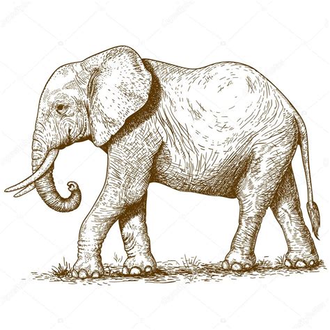 Vector Illustration Of Engraving Elephant Stock Illustration By