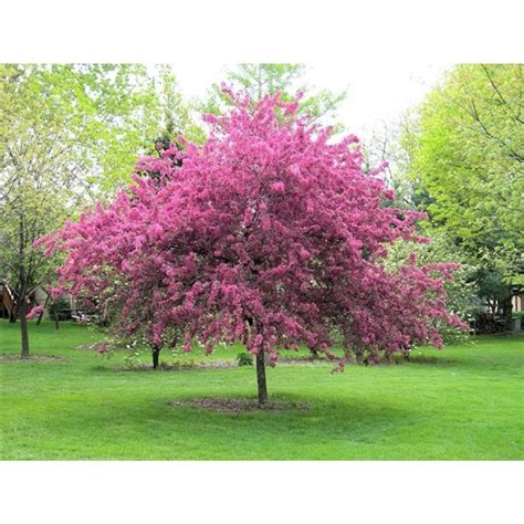 Laura Frei Kwanzan Flowering Cherry Tree For Sale You Can Buy Cherry