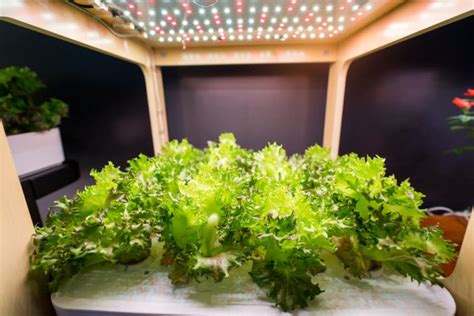 How To Pick Lettuce So It Keeps Growing Gardeneco