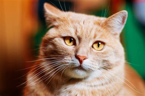 It is the cancer not being diagnosed often until it is stage 3 or 4. Acne - Feline - McDowell's Herbal Treatments