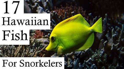 17 Hawaiian Reef Fish Every Snorkeler Should Know About In Under 2