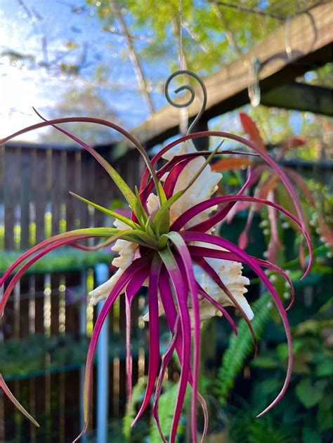 Sarasota Air Plant & Exotic Plant Nursery - Plants & Seedlings - South