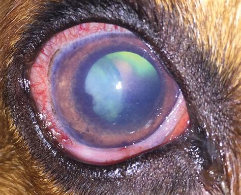 Dec 08, 2009 · glaucoma is common in certain dog breeds that are genetically predisposed, such as samoyeds, cocker spaniels, poodles, chow chows, and siberians. Acute Glaucoma: A True Emergency | Today's Veterinary Practice