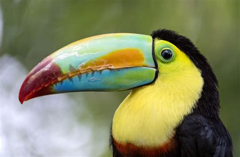 Download Animal Toucan HD Wallpaper