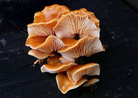 32 Weird And Wonderful Fungi And Mushroom Pictures The Photo Argus