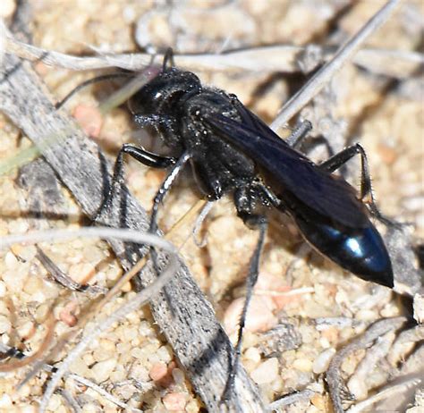 Blue Mud Wasp Chalybion Californicum Podalonia Bugguidenet